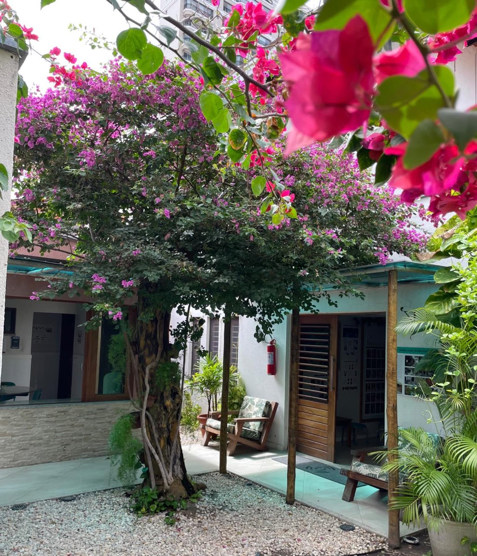 Pátio florido com buganvília roxa